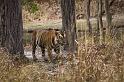 037 Bandavghar Nationaal Park, Indische Tijger